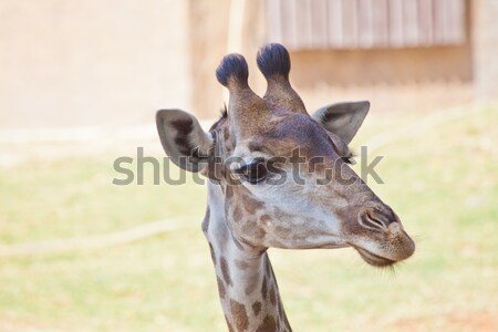Portrait of a curious giraffe Stock photo © pinkblue
