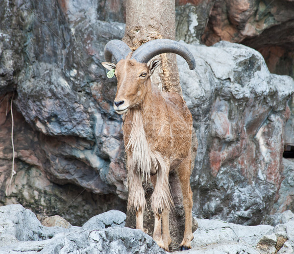barbary sheep Stock photo © pinkblue