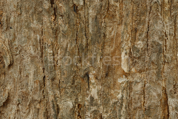 商業照片: 樹 · 樹皮 · 質地 · 牆 · 性質 · 設計 / tree bark