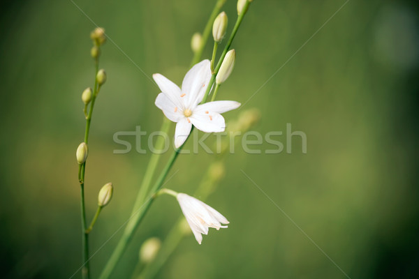 Beatiful wild flower in green meadow Stock photo © pixachi