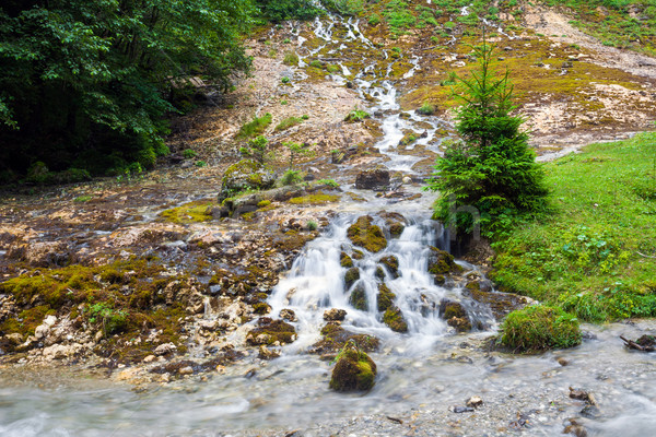 Forest stream surrounded by vegetation running over rocks Stock photo © pixachi
