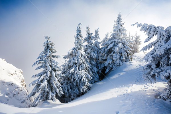 Stockfoto: Pine · bomen · gedekt · sneeuw · winterseizoen · boom