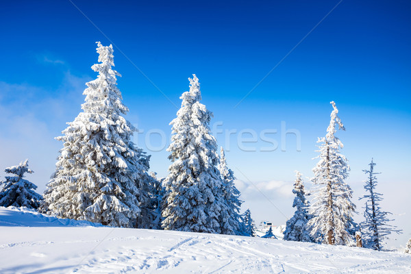 Pine trees covered in snow Stock photo © pixachi