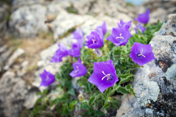 Purple bell flowers on rock Stock photo © pixachi