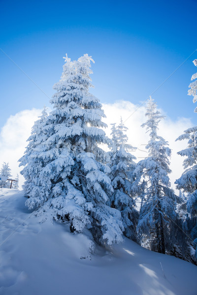 Kiefer Bäume bedeckt Schnee Wintersaison Baum Stock foto © pixachi