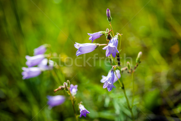 Wildblumen Sommer Wiese Blume Frühling blau Stock foto © pixachi