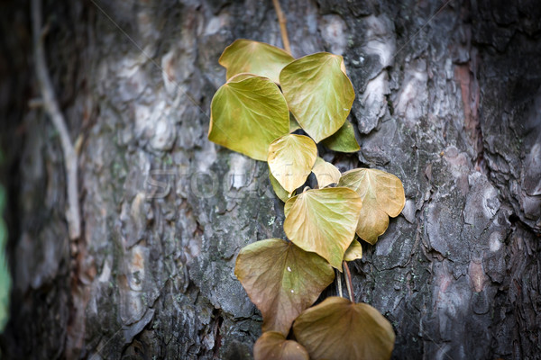 Ivy leaves on tree trunk  Stock photo © pixachi