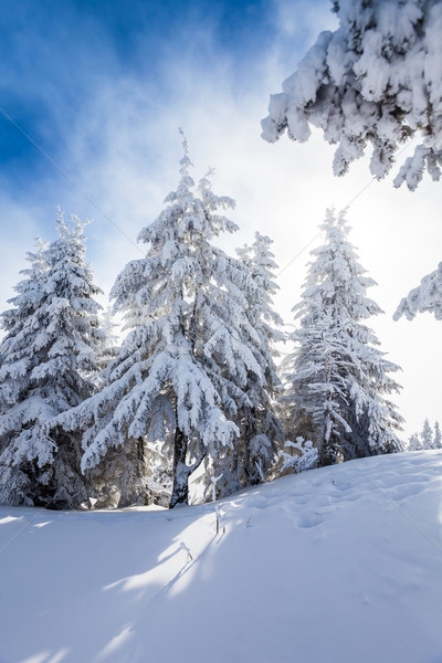 Pine trees covered in snow Stock photo © pixachi