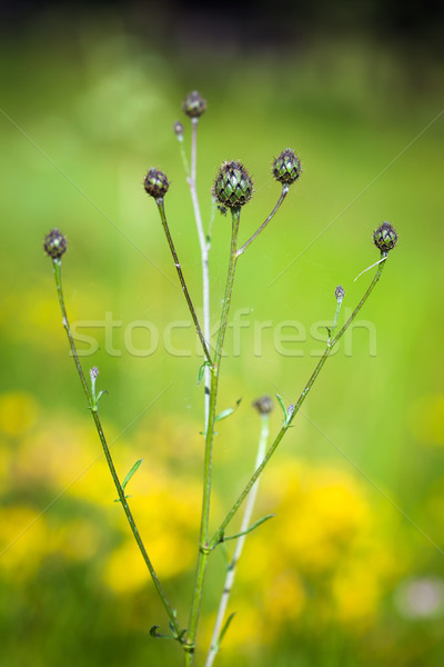 Stok fotoğraf: çiçek · tomurcuk · bahar · doğa · güzellik · yeşil