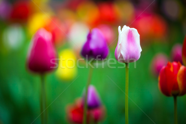 Színes tulipánok park tavasz szabadtér tájkép Stock fotó © pixachi