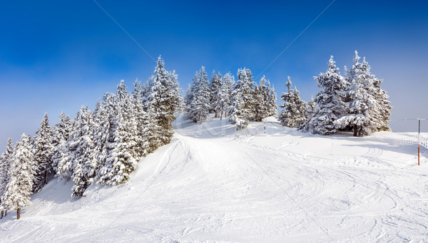 [[stock_photo]]: Pin · forêt · couvert · neige · saison · d'hiver · arbre