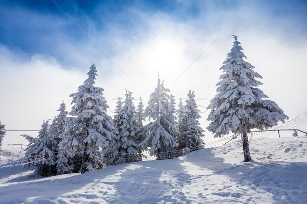 Pinho árvores coberto neve temporada de inverno árvore Foto stock © pixachi