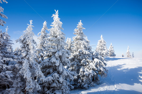Sosny drzew pokryty śniegu sezon zimowy drzewo Zdjęcia stock © pixachi