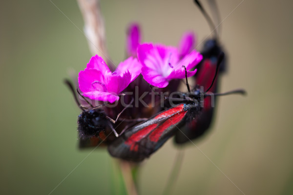 Pillangók kicsi rózsaszín vad virágok zöld legelő Stock fotó © pixachi