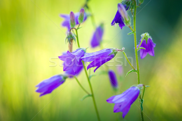 Vad virágok nyár legelő virág tavasz kék Stock fotó © pixachi