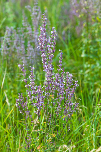 [[stock_photo]]: Sauvage · rose · fleurs · du · printemps · vert · prairie · fleurs