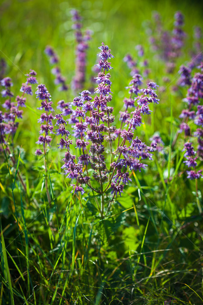 Violeta flor verde pradera primavera Foto stock © pixachi