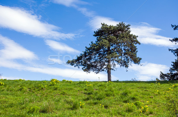 Stock photo: Pheasant's eye beautiful spring yellow flowers on a hill with pi