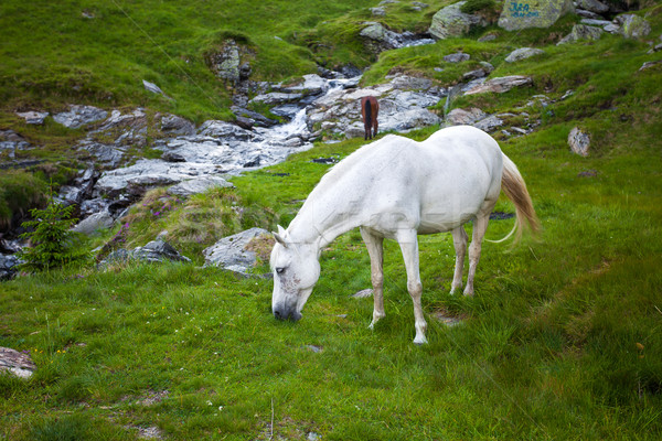 Wild berg Roemenië paard Stockfoto © pixachi