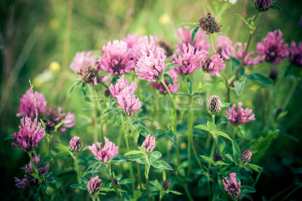 Stock photo: Clover flowers (Gomphrena) and leaves on green meadow background