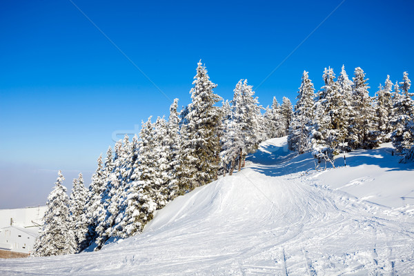 Pine trees covered in snow Stock photo © pixachi
