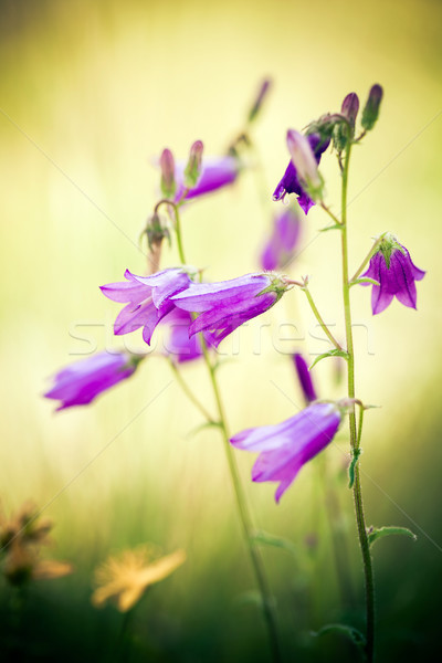 Harebells (Campanula) wild flowers on summer meadow Stock photo © pixachi