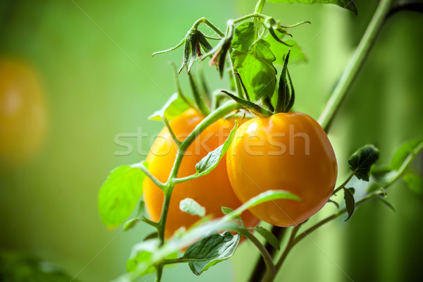 Vegetable garden with plants of yellow tomatoes Stock photo © pixachi