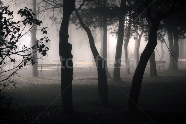 Stock photo: Foggy park alley with benches and trees silhoettes on night