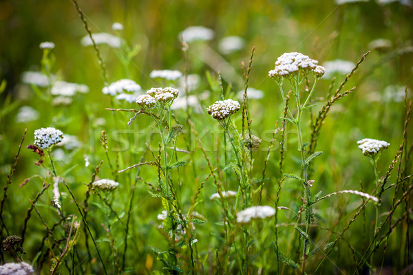 Biały dziki kwiat zielone łące kwiat trawy Zdjęcia stock © pixachi