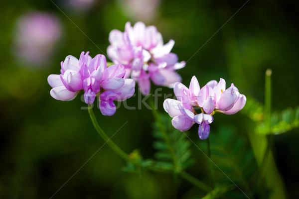 Stock photo: Medicinal wild spring flowers