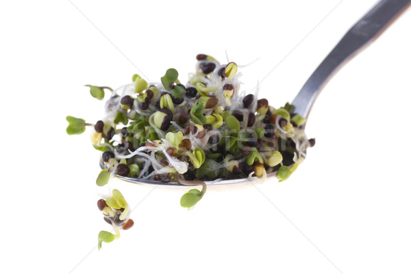 Brocoli sprouts on a spoon isolated on white background Stock photo © pixelman
