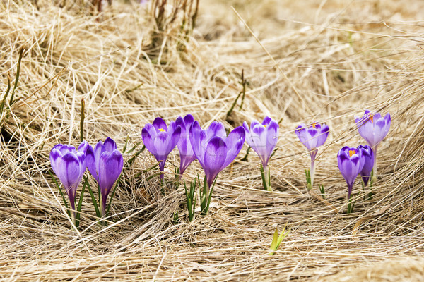 Crocus prairie printemps fleur herbe forêt [[stock_photo]] © pixelman