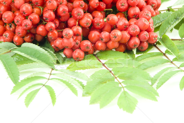 Fruits fond vert clé rouge usine [[stock_photo]] © pixelman