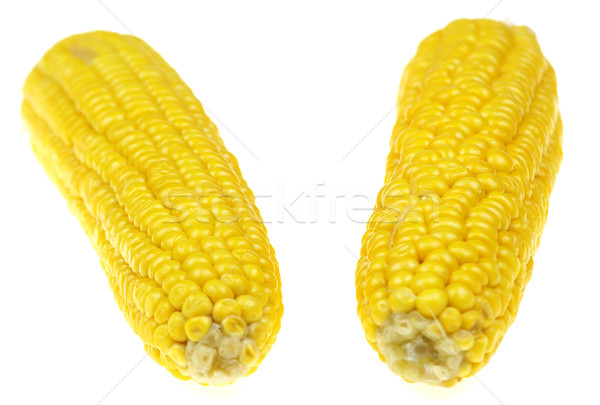 Corn cob Stock photo © pixelman