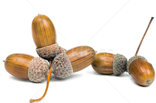 Acorn over white Stock photo © pixelman