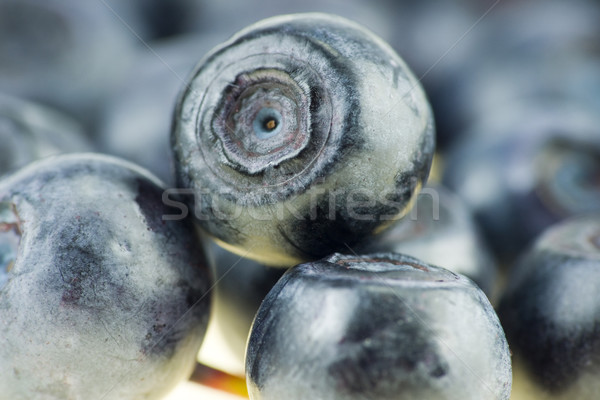 Myrtille isolé alimentaire fruits usine [[stock_photo]] © pixelman