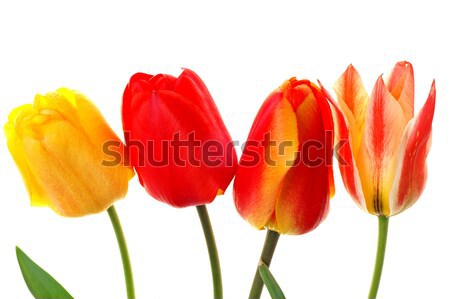 Belle coloré tulipes isolé printemps blanche [[stock_photo]] © pixelman