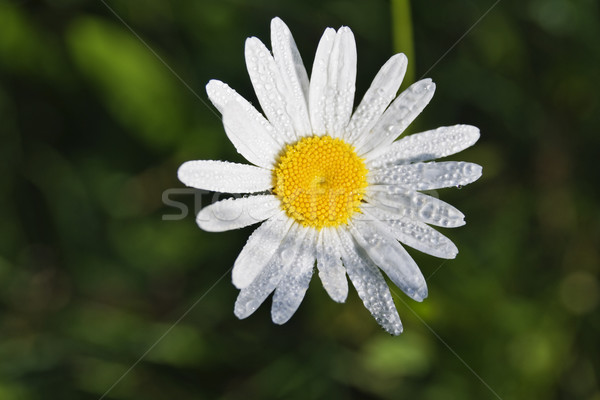 Daisy rugiada fiore drop bianco Foto d'archivio © pixelman