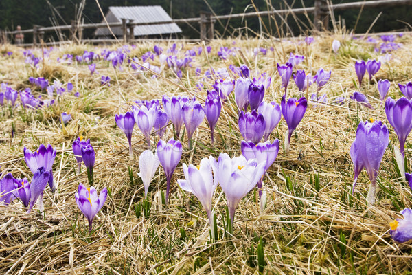 Crocus prairie printemps fleur herbe forêt [[stock_photo]] © pixelman