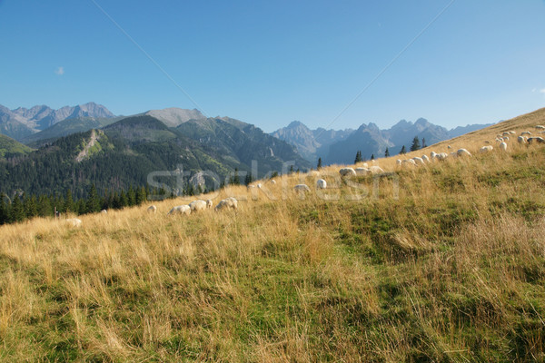 Sheep on the mountain pasture Stock photo © pixelman