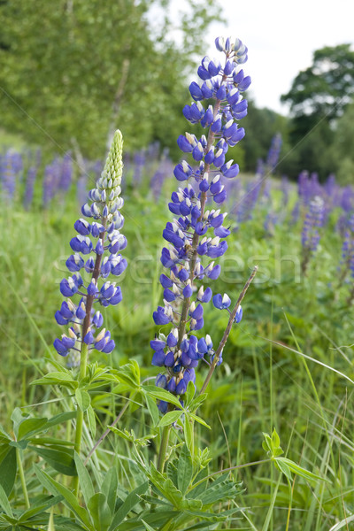 Lupin flowers (genus Lupinus Stock photo © pixelman