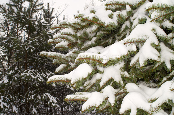 Foto d'archivio: Abete · rosso · inverno · scenario · dettaglio · neve · verde