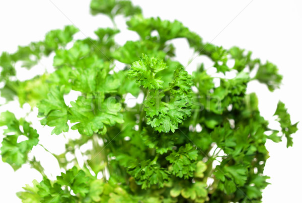 Top of parsley Stock photo © pixelman