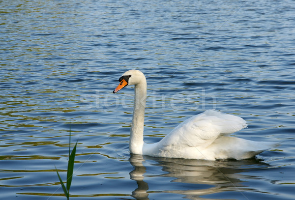 Foto stock: Cisne · blanco · olas · lago · agua · aves