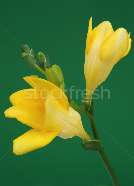 Yellow freesia on green background Stock photo © pixelman