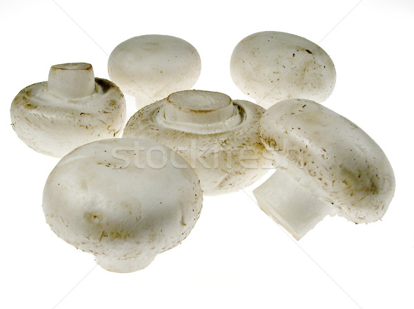 Mushroom Stock photo © pixelman