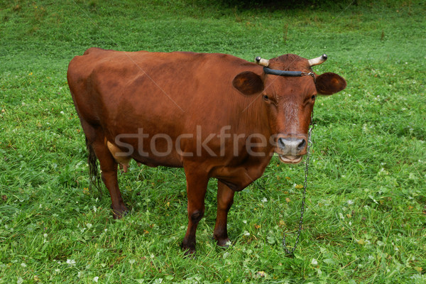 Vache brun rouge vert fraîches [[stock_photo]] © pixelman