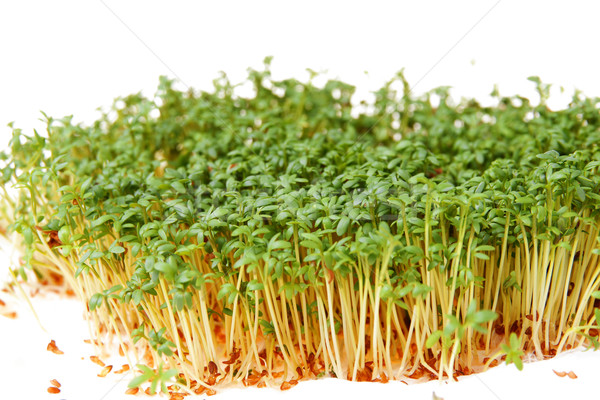 Cress Stock photo © pixelman