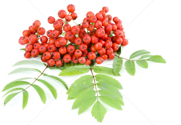 Fruits fond vert clé rouge usine [[stock_photo]] © pixelman