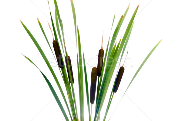 Water cattails on a white background isolated Stock photo © pixelman